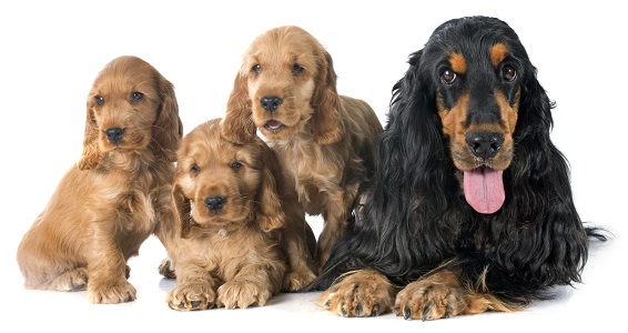 Bild zu Tierkrankenversicherung